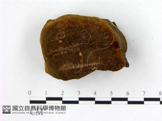 登錄號:F0006261藏品圖，第1張