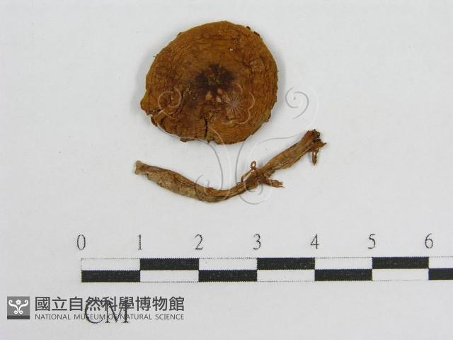 登錄號:F0016261藏品圖，第1張