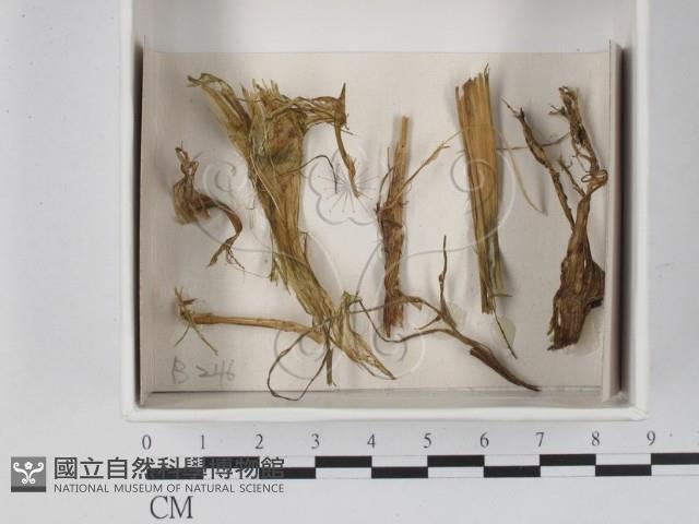 館號:F0021261藏品圖，第1張