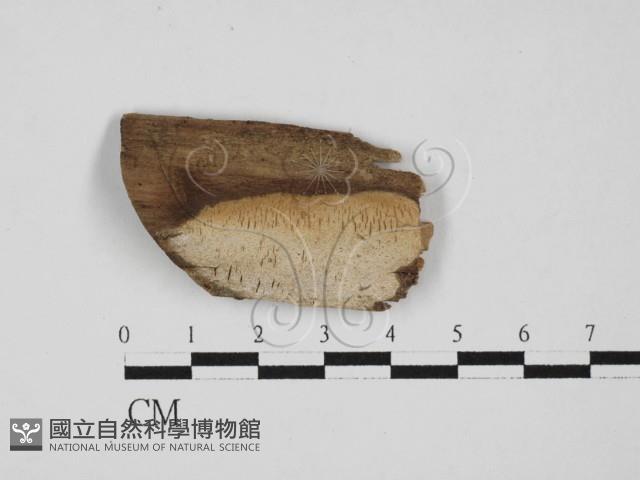 登錄號:F0001261藏品圖，第1張