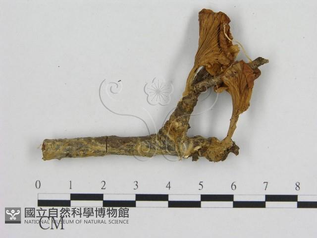 小菇屬藏品圖，第1張