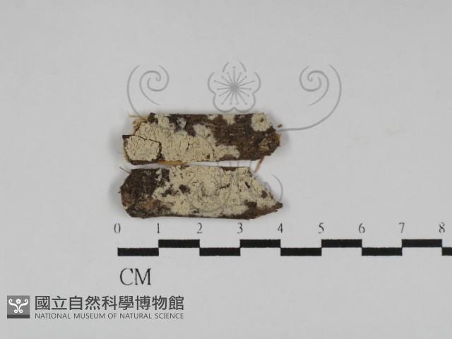 冇骨消絲齒菌藏品圖，第1張
