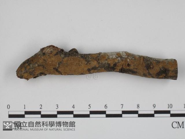 登錄號:F0004261藏品圖，第1張