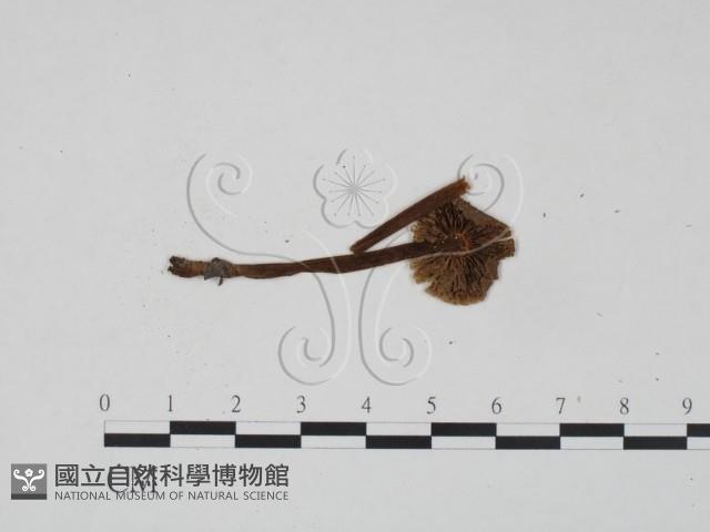 登錄號:F0022261藏品圖，第1張