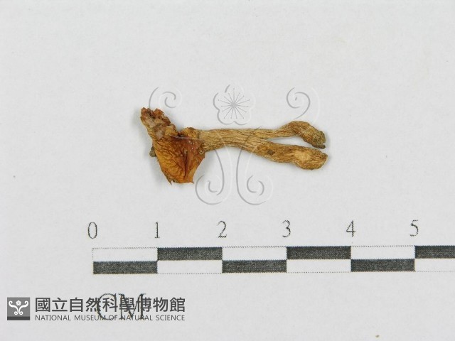 紅菇屬藏品圖，第1張