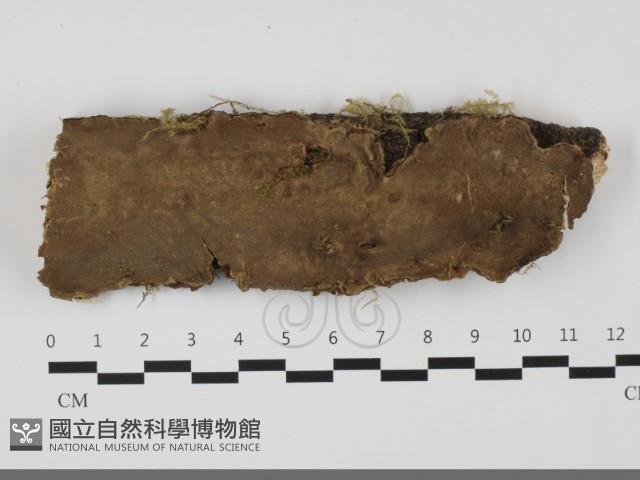 登錄號:F0032261藏品圖，第1張