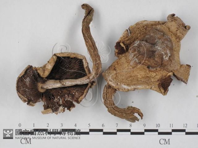 登錄號:F0027261藏品圖，第1張