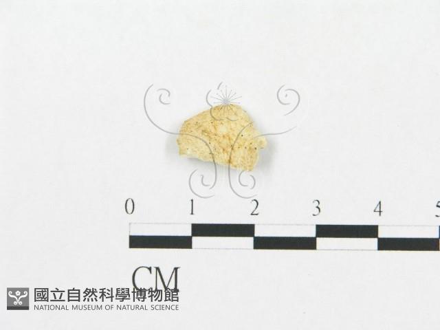 登錄號:F0007261藏品圖，第3張