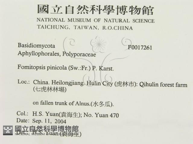 松生擬層孔菌藏品圖，第3張