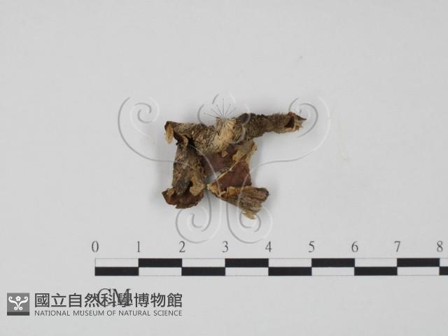 韌革菌屬藏品圖，第1張