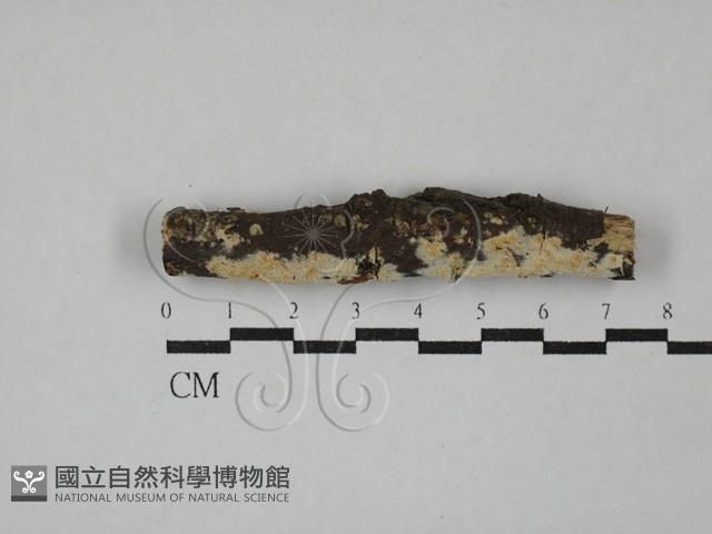 登錄號:F0029261藏品圖，第1張