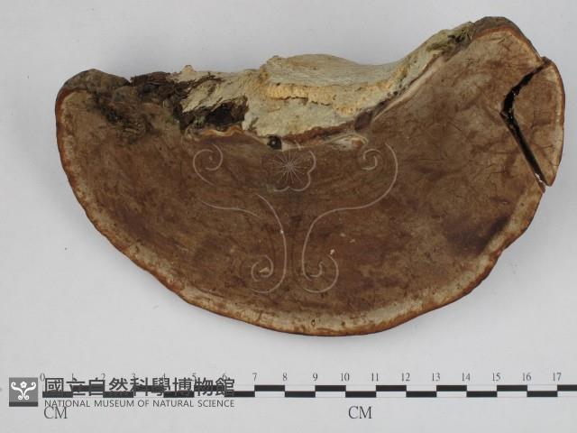 登錄號:F0009261藏品圖，第1張