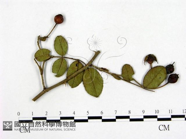 登錄號:F0019261藏品圖，第1張
