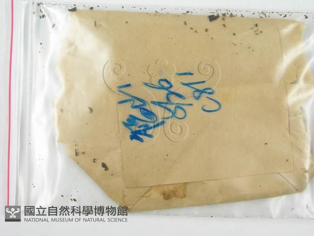 鬼傘屬藏品圖，第1張
