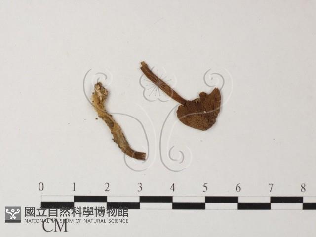 登錄號:F0013261藏品圖，第1張