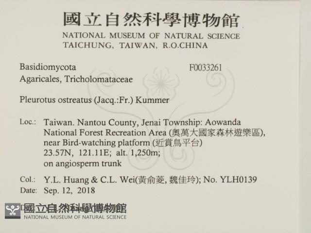 糙皮側耳藏品圖，第1張