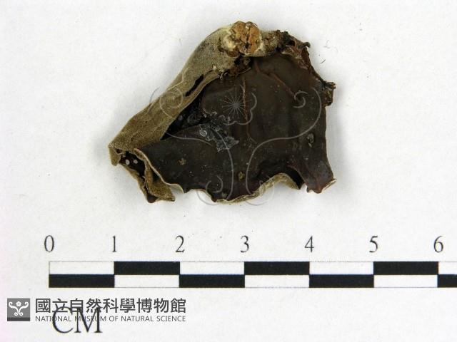 毛木耳藏品圖，第1張