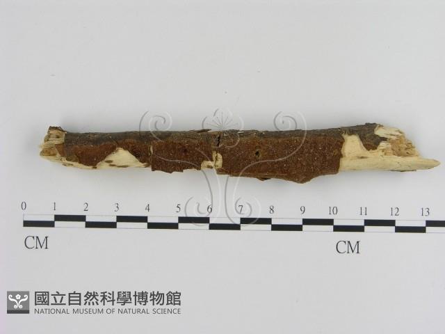 刺革菌屬藏品圖，第1張