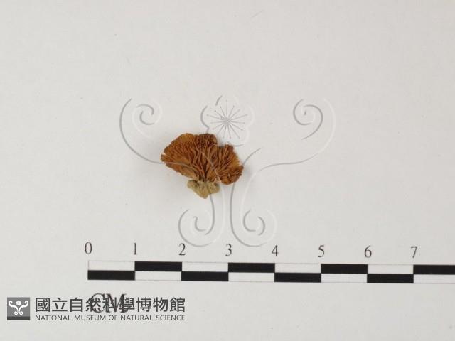 登錄號:F0010861藏品圖，第1張