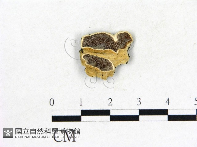 登錄號:F0006861藏品圖，第1張