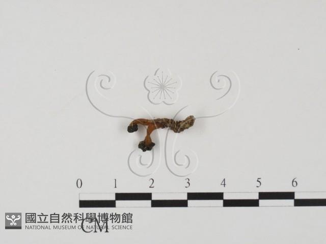 登錄號:F0016861藏品圖，第1張