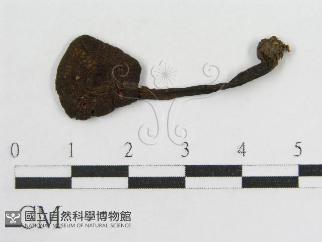登錄號:F0001861藏品圖，第1張