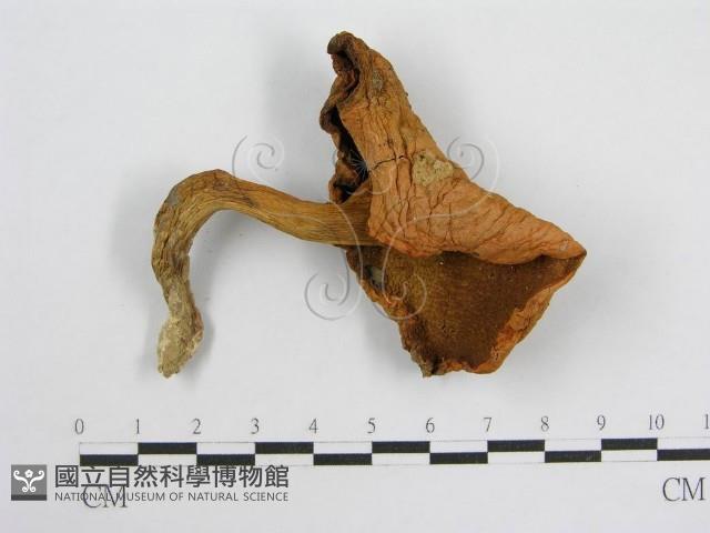 登錄號:F0004861藏品圖，第1張