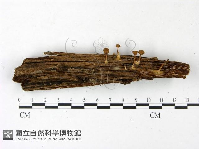 登錄號:F0022861藏品圖，第1張