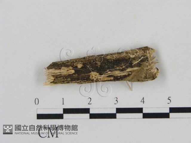 登錄號:F0002861藏品圖，第1張