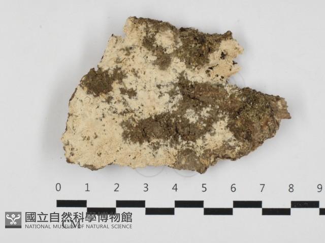 登錄號:F0032861藏品圖，第1張