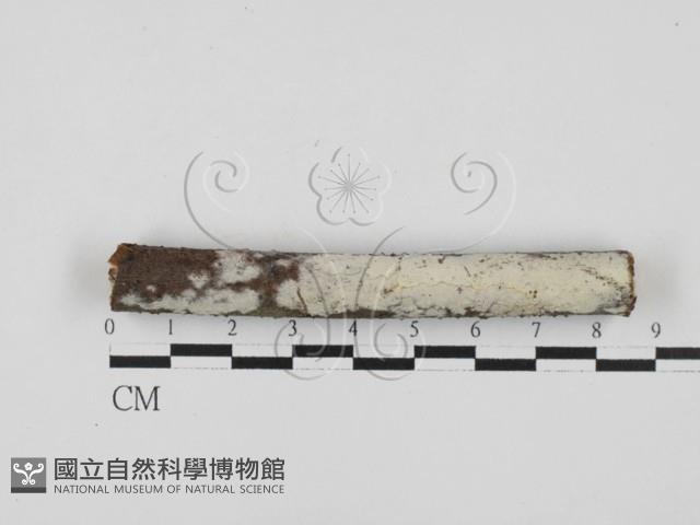 絲齒菌屬藏品圖，第1張