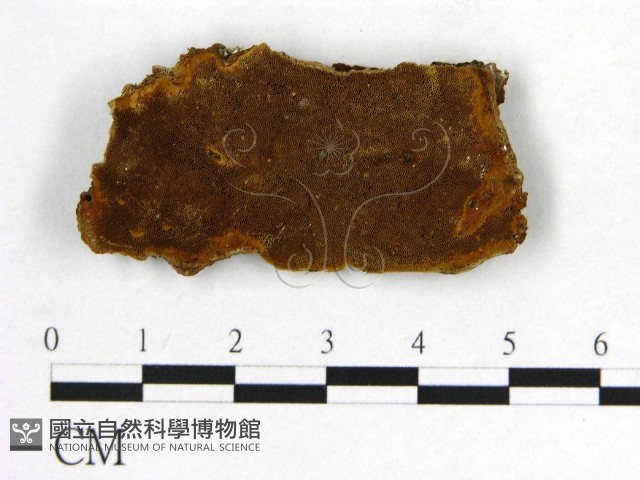 登錄號:F0005861藏品圖，第1張