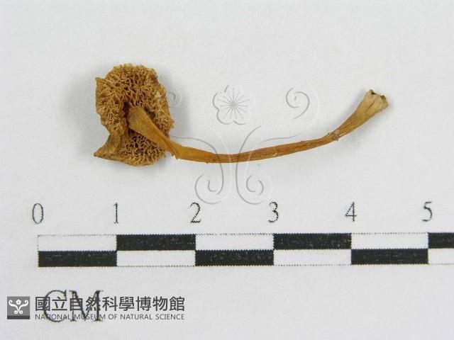 登錄號:F0015861藏品圖，第1張