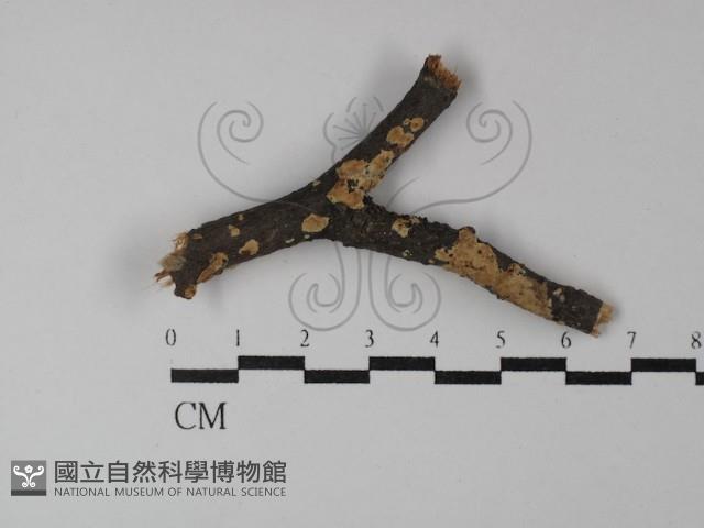 登錄號:F0029861藏品圖，第1張