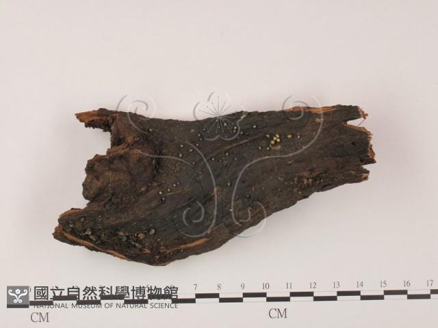 登錄號:F0009861藏品圖，第1張