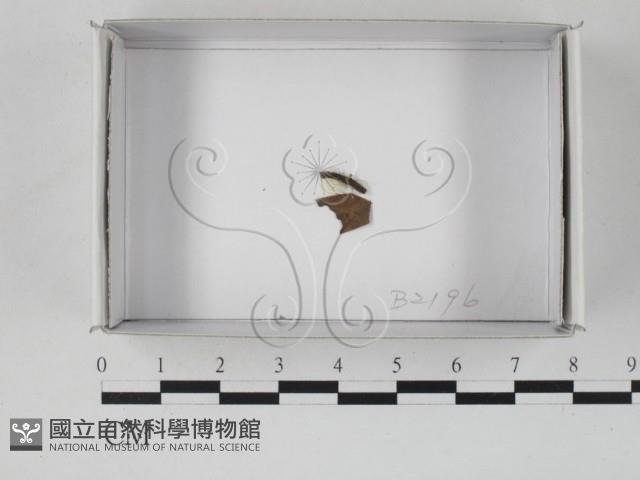登錄號:F0019861藏品圖，第1張