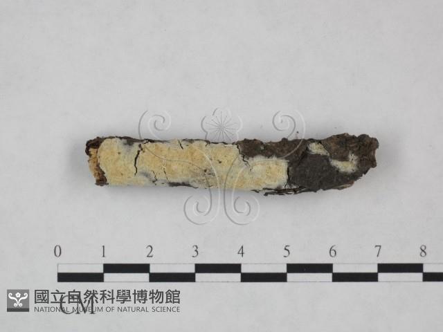登錄號:F0023861藏品圖，第1張