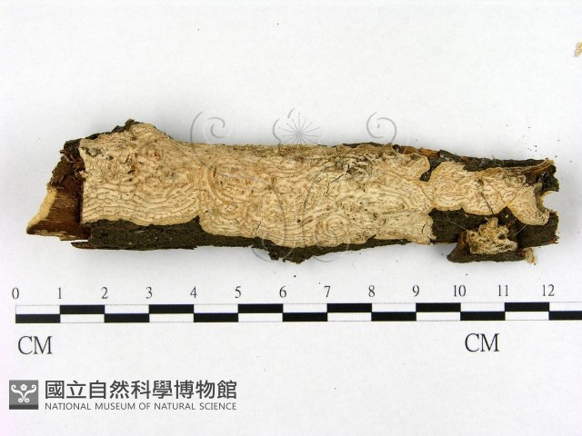 登錄號:F0003861藏品圖，第1張