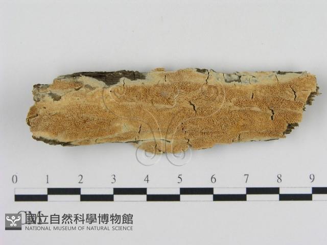 登錄號:F0013861藏品圖，第1張