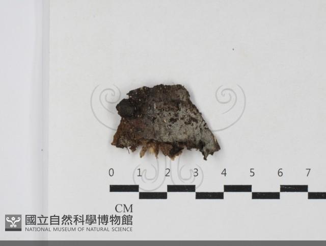 登錄號:F0033861藏品圖，第1張