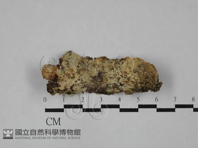 登錄號:F0028961藏品圖，第1張
