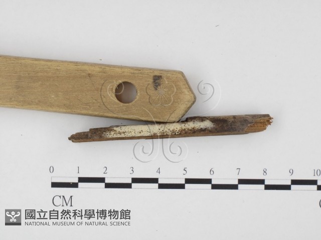 冇骨消絲齒菌藏品圖，第1張