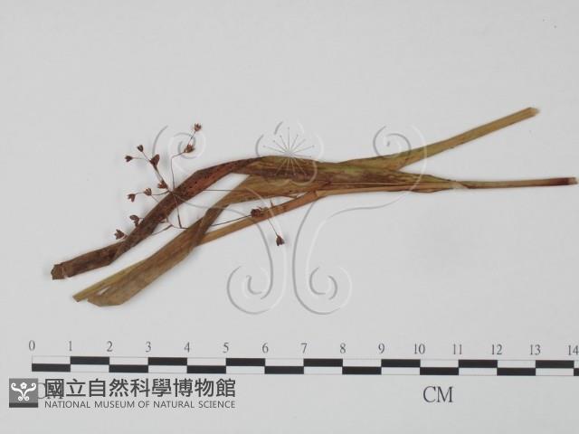 登錄號:F0018961藏品圖，第1張