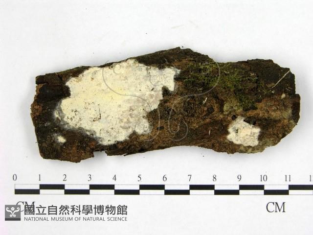 登錄號:F0020961藏品圖，第1張