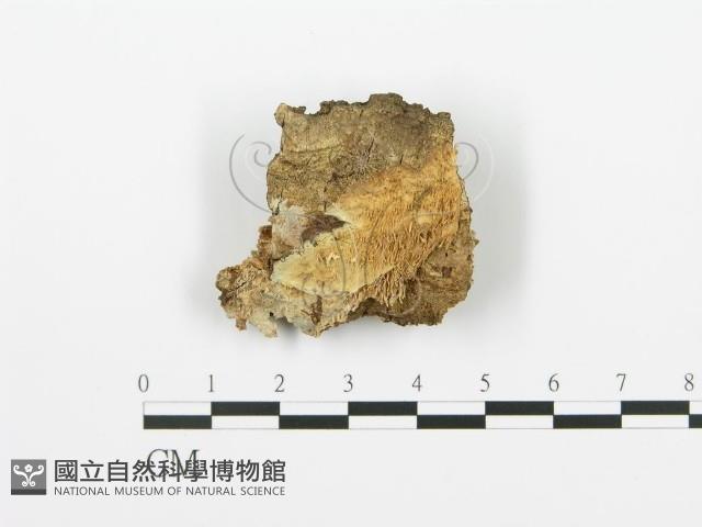 登錄號:F0000961藏品圖，第3張