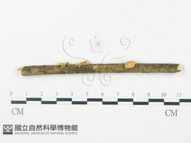 登錄號:F0010961藏品圖，第1張
