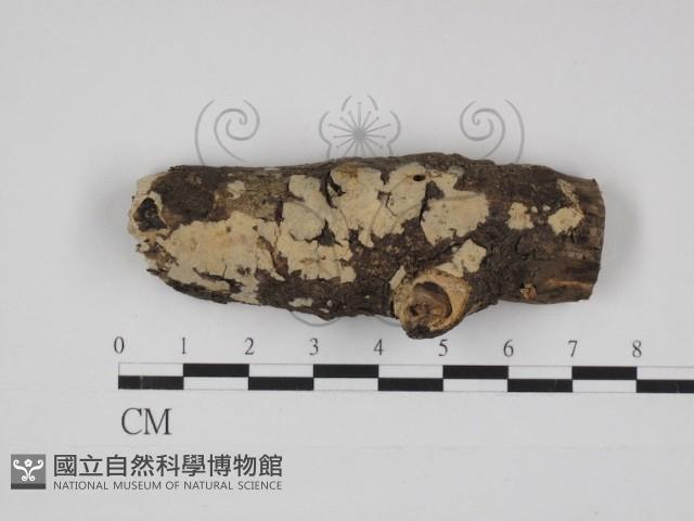 登錄號:F0030961藏品圖，第1張