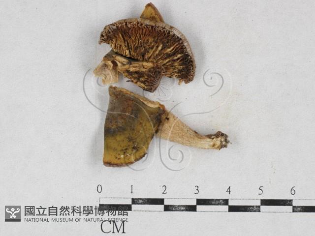 登錄號:F0026961藏品圖，第1張