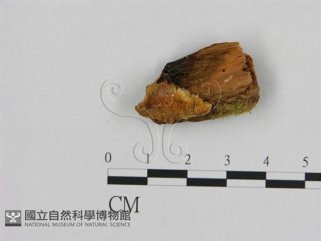 登錄號:F0006961藏品圖，第1張