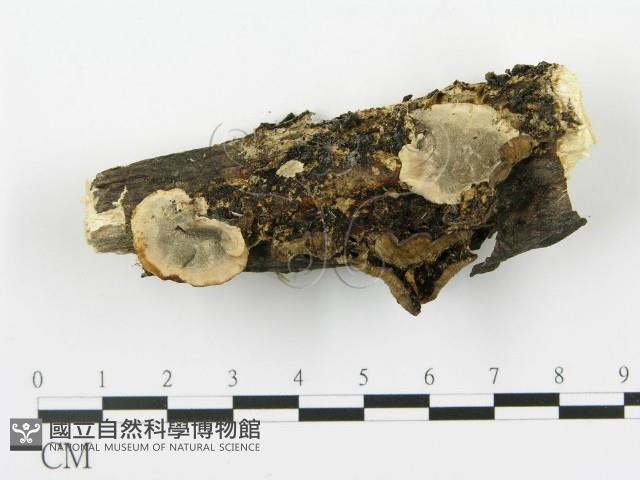 登錄號:F0016961藏品圖，第1張
